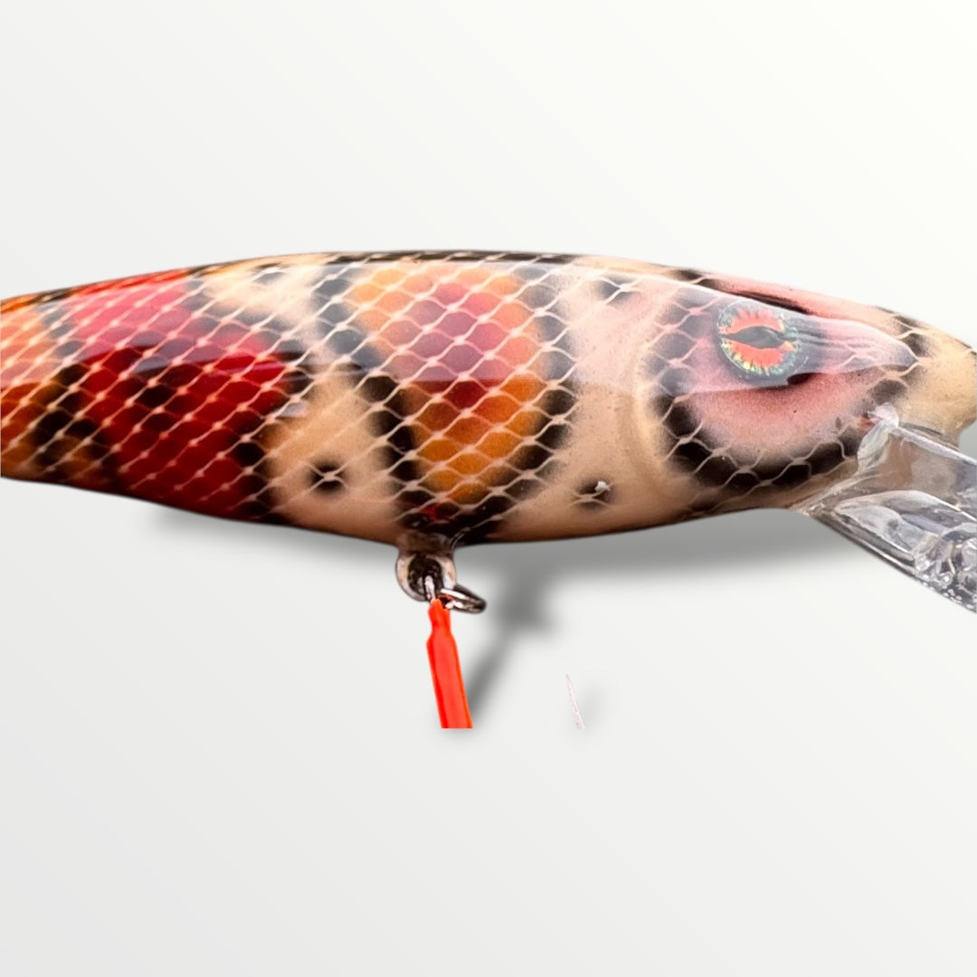 The ErnieCC 6” Boa