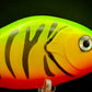 Jerkbait Slider “4 Tiger