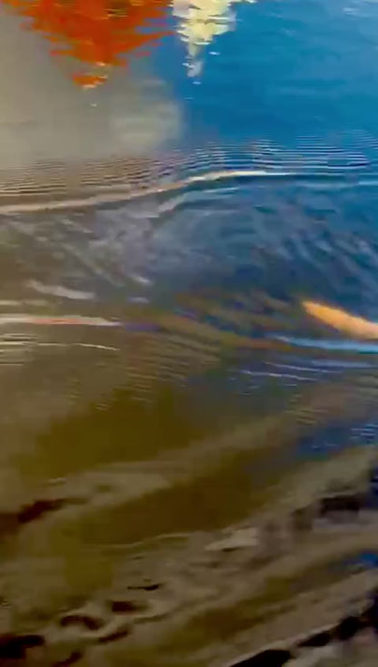 The Trout 7” Blue shine zwimbait